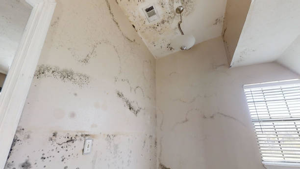 Best Post-Remediation Verification Testing  in Creswell, OR