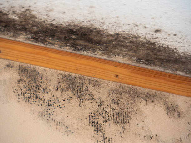 Best Airborne Mold Testing  in Creswell, OR