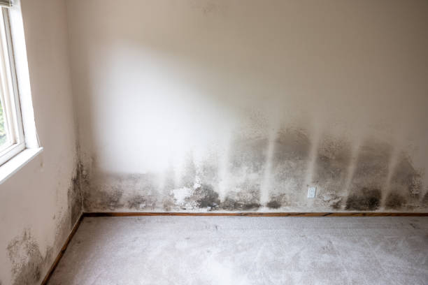 Best Emergency Mold Remediation  in Creswell, OR