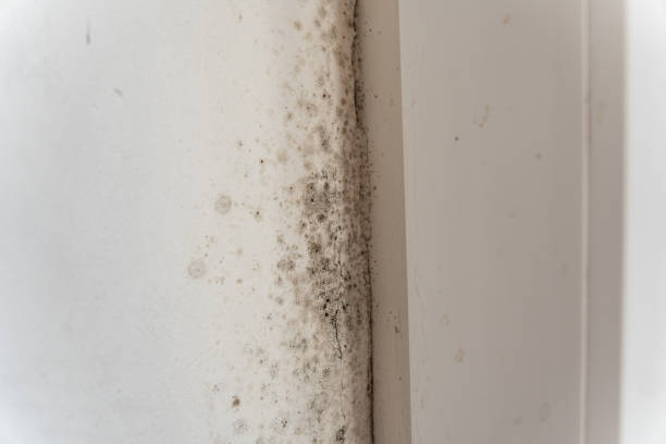 Mold Odor Removal Services in Creswell, OR