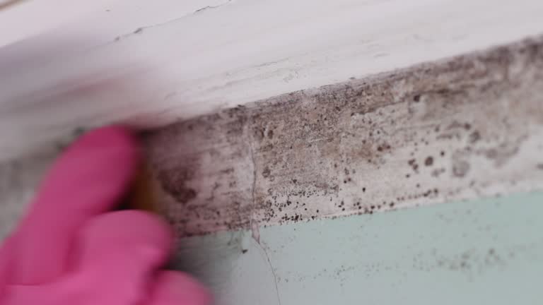 Professional Mold Removal in Creswell, OR